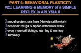 model system: sea hare ( Aplysia californica )  behavior: the gill & siphon withdrawal reflex