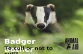 Badger Bother