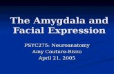 The Amygdala and Facial Expression