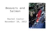 Beavers and Salmon