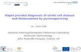 Rapid prenatal diagnosis of sickle cell disease and thalassaemia by pyrosequencing