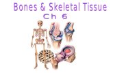 Bones & Skeletal Tissue