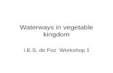 Waterways in vegetable kingdom