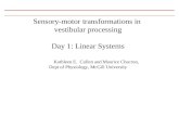Sensory-motor transformations in  vestibular processing Day 1: Linear Systems