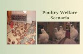 Poultry Welfare Scenario
