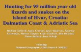 Hunting for 95 million year old lizards and snakes on the island of Hvar, Croatia: