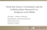 Feed the Future Innovation Lab for Collaborative Research on  Sorghum and Millet