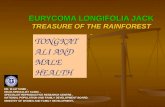 EURYCOMA LONGIFOLIA JACK TREASURE OF THE RAINFOREST -