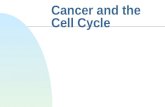 Cancer and the Cell Cycle