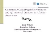 Common  NOS1AP  genetic variation and QT interval duration in African Americans
