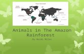 Animals in The Amazon Rainforest