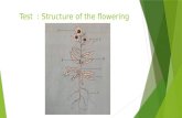 Test  : Structure of the flowering plant