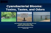 Cyanobacterial Blooms:   Toxins, Tastes, and Odors