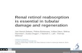 Renal retinol reabsorption is  essential in  tubular damage and regeneration