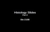 Histology  Slides Part 2