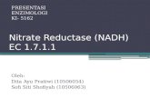 Nitrate  Reductase  (NADH) EC 1.7.1.1