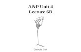 A&P Unit 4 Lecture 6B