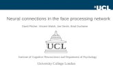 Neural connections in the face processing network