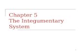 Chapter 5  The Integumentary System
