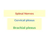Spinal Nerves