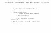 Chromatin modulation and DNA damage response