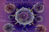 Analysis and Sorting of T reg Cells on the FACSAria