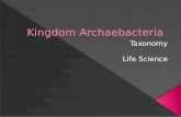 Kingdom  Archaebacteria