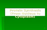 Protein Synthesis (From Nucleus to Cytoplasm)
