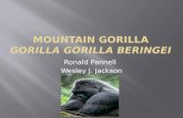 Mountain Gorilla Gorilla gorilla beringei