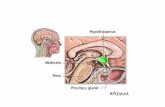 Hypothalamus is a bridge between the nervous system and endocrine system