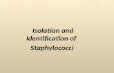 Isolation and Identification of   Staphylococci