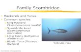 Family Scombridae