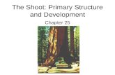 The Shoot: Primary Structure and Development