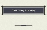 Basic Frog Anatomy