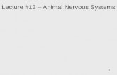 Lecture #13 – Animal Nervous Systems