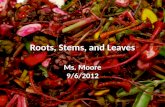 Roots, Stems, and Leaves Ms. Moore 9/6/2012
