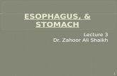 ESOPHAGUS, & STOMACH