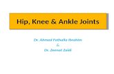 Hip, Knee & Ankle Joints