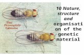 10 Nature, structure and  organisation of the genetic material