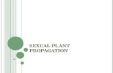 Sexual Plant Propagation