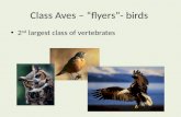 Class Aves – “flyers”- birds