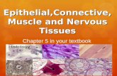 Epithelial,Connective,Muscle  and Nervous  Tissues