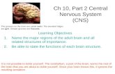 Ch 10, Part 2  Central Nervous System (CNS)