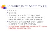 Shoulder Joint-Anatomy (1)