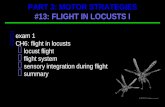 exam 1  CH6: flight in locusts  locust flight  flight system  sensory integration during flight