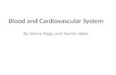 Blood and Cardiovascular System