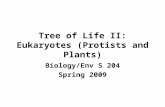 Tree of Life II: Eukaryotes (Protists and Plants)