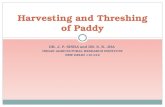 Harvesting and Threshing of Paddy