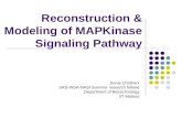 Reconstruction & Modeling of MAPKinase Signaling Pathway