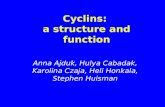 Cyclins:  a structure and function